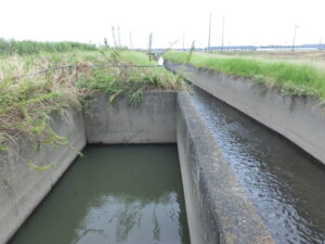 水面を亀が泳ぐなまず池